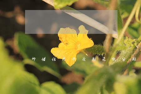 邮储信用卡逾期还能分期吗 邮储信用卡逾期还能分期吗