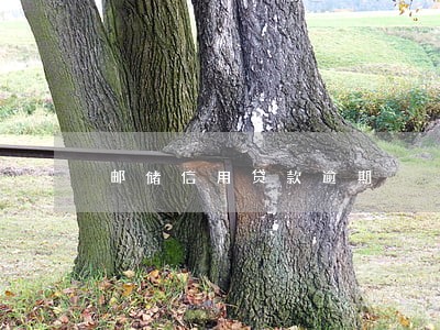 邮储信用贷款逾期 邮储信用贷款逾期
