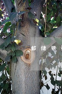 邮储银行信用卡如何查逾期 邮储银行信用卡如何查逾期