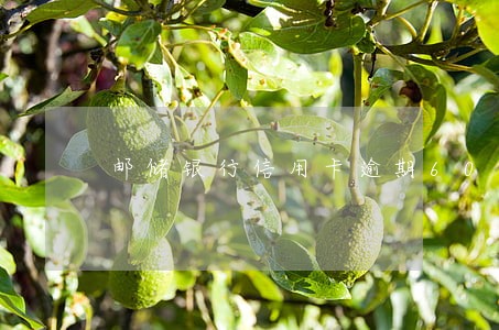 邮储银行信用卡逾期6000多 邮储银行信用卡逾期6000多