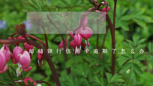 邮储银行信用卡逾期了怎么办 邮储银行信用卡逾期了怎么办