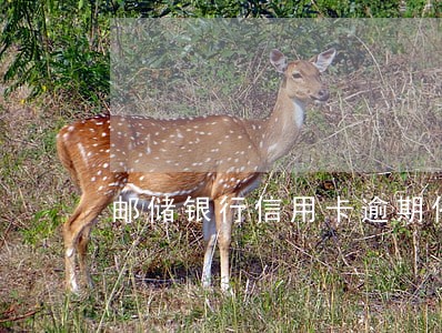 邮储银行信用卡逾期催收工作