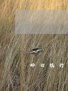 邮储银行信用卡逾期费用