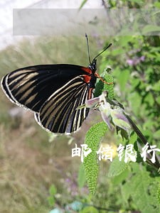 邮储银行网贷逾期封卡 邮储银行网贷逾期封卡