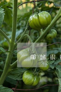 邮储银行车贷逾期多久会拖车 邮储银行车贷逾期多久会拖车