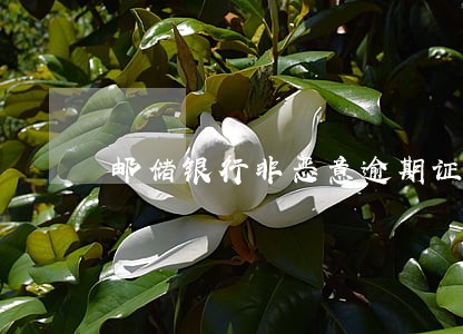 邮储银行非恶意逾期证明模板 邮储银行非恶意逾期证明模板