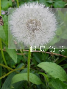 邮局贷款逾期要执行怎么办 邮局贷款逾期要执行怎么办
