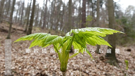 邮政信用卡一般几天后逾期