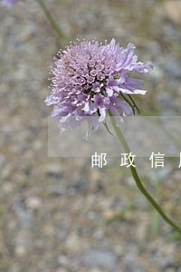 邮政信用卡不小心逾期三天