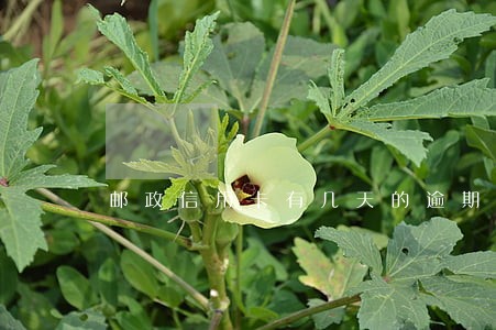 邮政信用卡有几天的逾期期限 邮政信用卡有几天的逾期期限