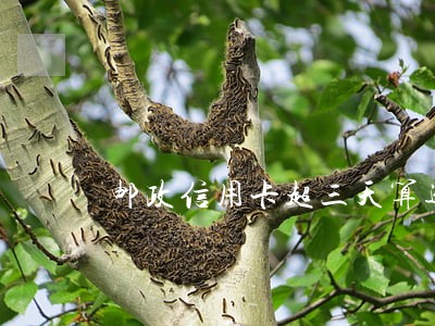 邮政信用卡超三天算逾期吗 邮政信用卡超三天算逾期吗