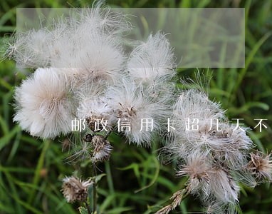 邮政信用卡超几天不算逾期 邮政信用卡超几天不算逾期