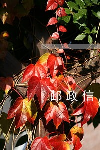 邮政信用卡还款迟两天算不算逾期
