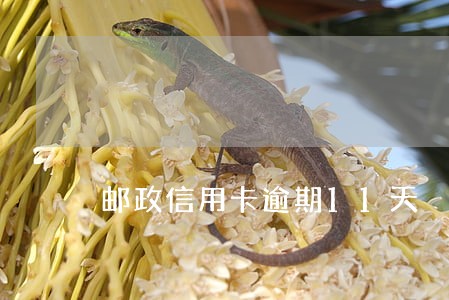 邮政信用卡逾期11天 邮政信用卡逾期11天