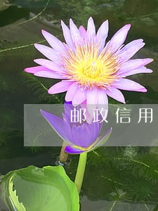 邮政信用卡逾期3个月怎么办 邮政信用卡逾期3个月怎么办