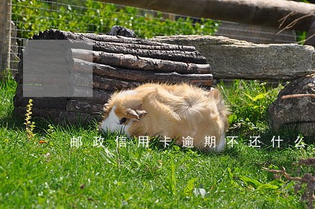 邮政信用卡逾期不还什么后果 邮政信用卡逾期不还什么后果