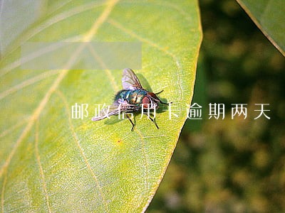 邮政信用卡逾期两天 邮政信用卡逾期两天