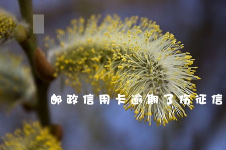 邮政信用卡逾期了伤征信嘛