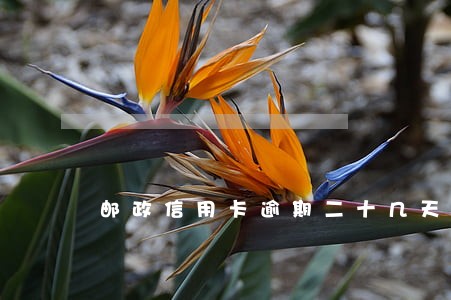 邮政信用卡逾期二十几天不接电话 邮政信用卡逾期二十几天不接电话