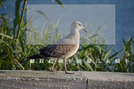 邮政信用卡逾期几天刷不了 邮政信用卡逾期几天刷不了