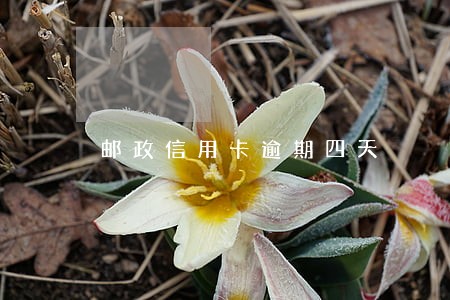 邮政信用卡逾期四天 邮政信用卡逾期四天