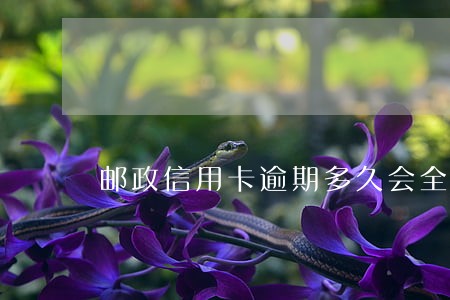 邮政信用卡逾期多久会全额还款 邮政信用卡逾期多久会全额还款
