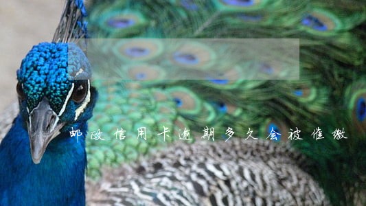 邮政信用卡逾期多久会被催缴