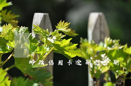 邮政信用卡逾期想分期