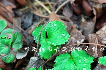 邮政信用卡逾期能不能协商分期还款