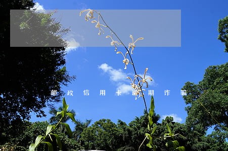 邮政信用卡逾期诈骗 邮政信用卡逾期诈骗