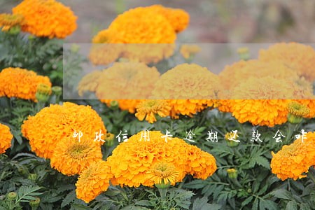 邮政信用卡逾期还款会咋样 邮政信用卡逾期还款会咋样