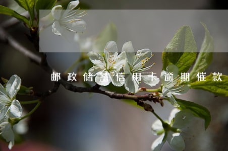 邮政储蓄信用卡逾期催款信息 邮政储蓄信用卡逾期催款信息