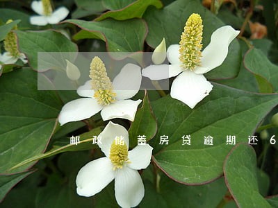 邮政储蓄房贷逾期还60天 邮政储蓄房贷逾期还60天