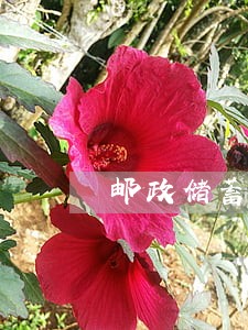 邮政储蓄银行信用卡逾期规定 邮政储蓄银行信用卡逾期规定