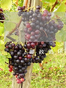 邮政循环贷逾期了 邮政循环贷逾期了