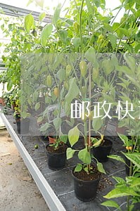 邮政快递逾期被退回怎么处理中国 邮政快递逾期被退回怎么处理中国
