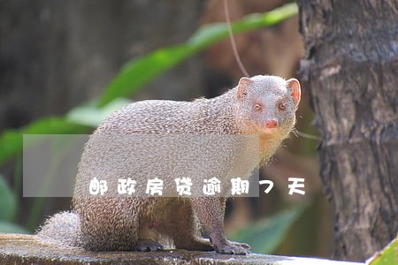 邮政房贷逾期7天
