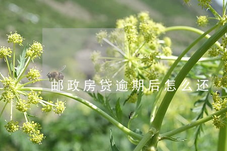 邮政房贷逾期后怎么还 邮政房贷逾期后怎么还