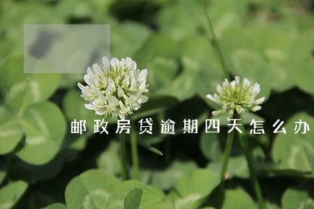 邮政房贷逾期四天怎么办 邮政房贷逾期四天怎么办
