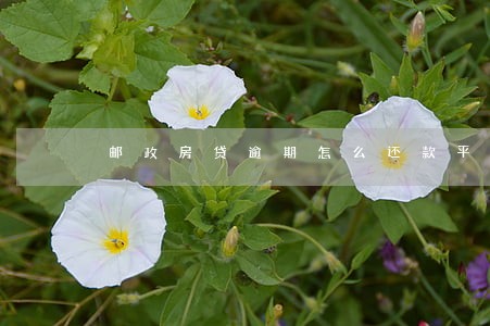 邮政房贷逾期怎么还款平安 邮政房贷逾期怎么还款平安