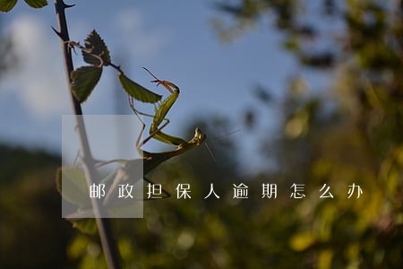 邮政担保人逾期怎么办