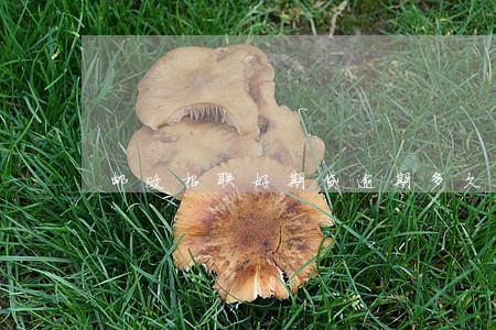 邮政招联好期贷逾期多久 邮政招联好期贷逾期多久