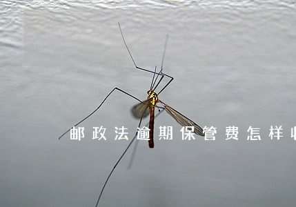 邮政法逾期保管费怎样收取 邮政法逾期保管费怎样收取