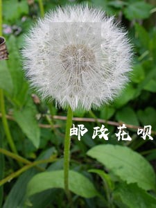 邮政花呗逾期怎么回事 邮政花呗逾期怎么回事