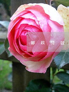 邮政贷款征信有信用卡逾期