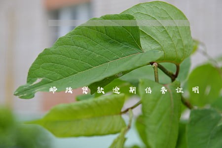 邮政贷款逾期信誉证明 邮政贷款逾期信誉证明