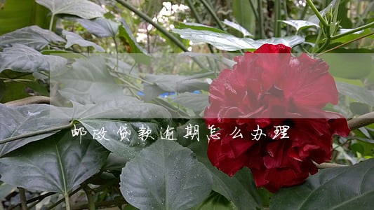 邮政贷款逾期怎么办理 邮政贷款逾期怎么办理