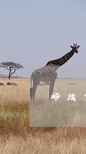 邮政贷记卡逾期1次怎么办 邮政贷记卡逾期1次怎么办