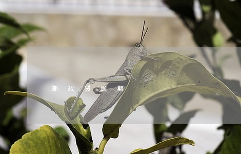 邮政贷逾期 邮政贷逾期