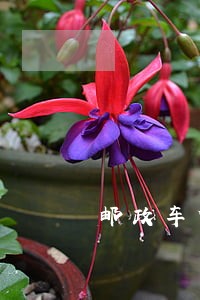 邮政车贷晚了一会算逾期吗 邮政车贷晚了一会算逾期吗